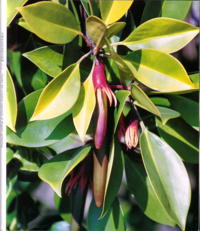 Approach to Mangroves - aus dem Buch